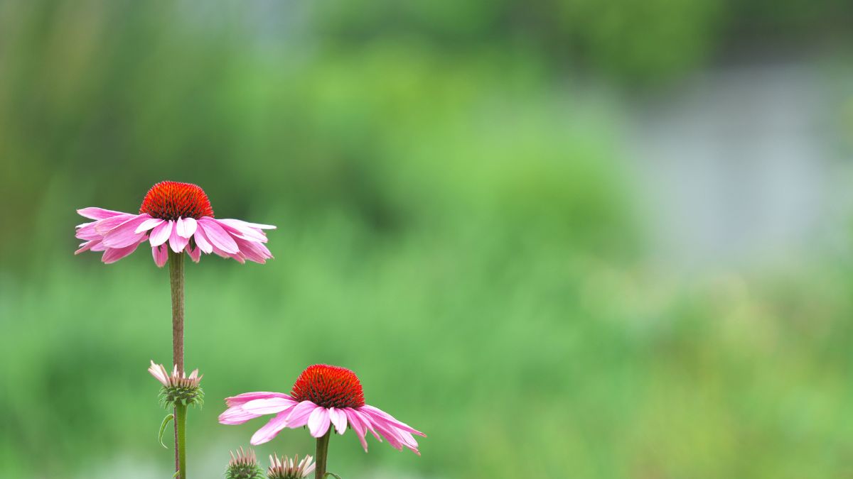 緑の背景に咲くエキナセアの花