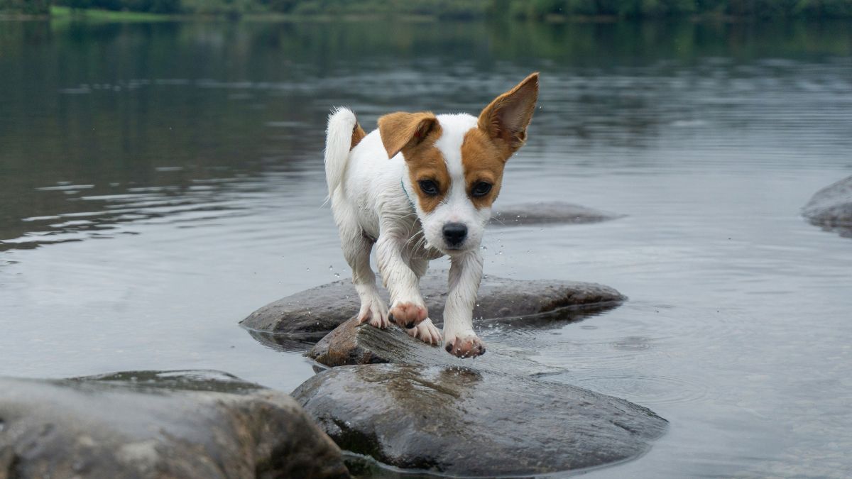 水辺の岩場を慎重に歩いて渡る子犬