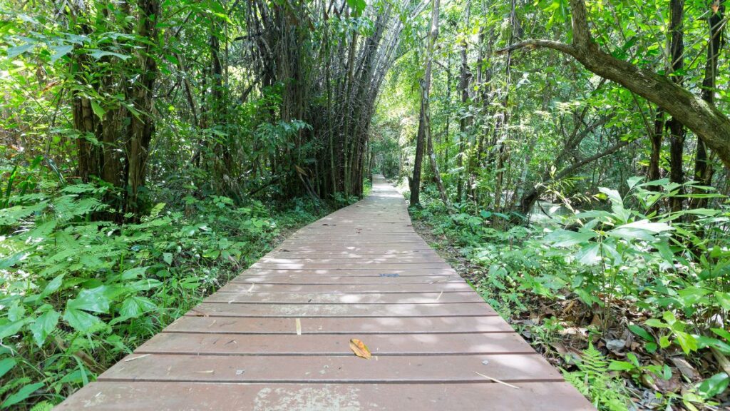 木々に囲まれた遊歩道。自分の中の答えや納得へ向かう道をイメージした風景。